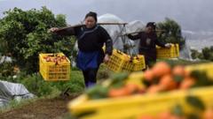 贵州榕江县忠诚镇王岭村砂糖橘种植基地，果农在挑运砂糖橘。