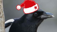 A magpie wearing a santa hat.