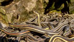 Подвязочные змеи (Thamnophis sirtalis parietalis)
