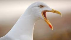 Seagull turns orange after falling into curry - BBC News