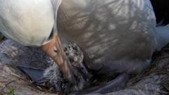 Wisdom the albatross with her newly-hatched chick