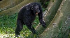Un chimpancé golpeando las raíces de un árbol