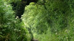 живая изгородь