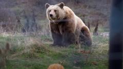 Медвед у Склоништу за медведе у Приштини