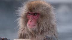 Japanese macaque or snow japanese monkey (Macaca fuscata), portrait, Japan