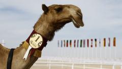 카타르에서 가장 예쁜 낙타로 선정된 낙타