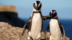 Pinguins africanos se abraçam em Boulders Beach, na Cidade do Cabo