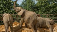 The elephants at Howletts