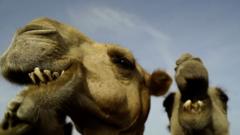Верблюжье молоко в Кении