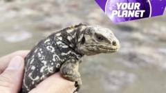 A picture of an iguana and the your planet logo