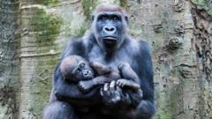 A mother gorilla holds her baby