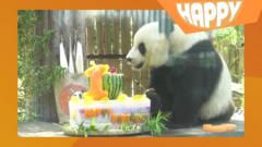 A panda and cake
