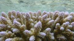 Rising carbon dioxide levels impair coral growth - BBC News
