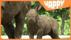 A baby Rhino and the Happy News logo