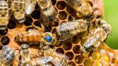 미국, 세계 최초 꿀벌용 백신 승인