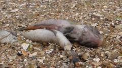 Дохлая рыба на берегу