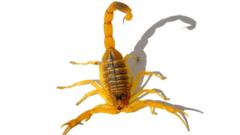 Желтый скорпион (Leiurus quinquestriatus)