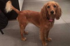 Stolen cavapoo Olive reunited with owners after campaign - BBC News