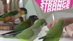 A picture of some birds and the strange logo