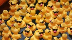 photograph shows a close up of lots of ducks floating in the chicago river with sunglasses on looking a bit grubby after their dip in the water