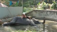 gajah, srilanka