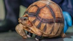 Spas za tronogu kornjaču: Houp ponovo može da hoda pomoću rolera