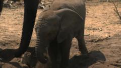Baby elephant keeping cool
