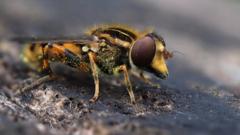 A hoverfly covered in pollen