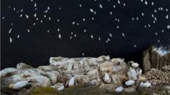 Seabirds nesting in Shetland, Scotland