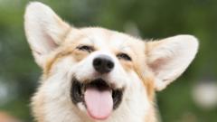 Smiling-happy-dog.