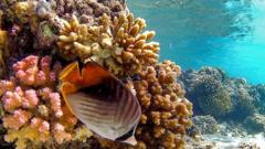 Отпадне воде прете египатским „супер коралима”