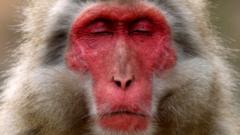 У обезьян сон более фрагментарный, прерывистый, потому что они все время опасаются нападения хищников