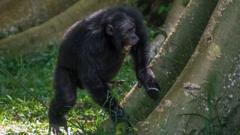 Chimpanzé batendo na raiz de uma árvore — Foto de Adrian Soldati