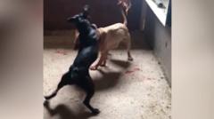 Dog fighting group jailed after illegal bouts held
