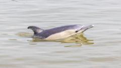 Dolphin found dead on bank of River Thames