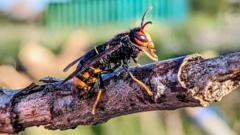 Water company aims to tackle Asian hornet influx