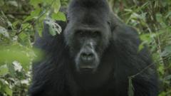 Le caméraman qui a réussi à convaincre un gorille de l'accepter dans sa troupe pour le filmer pendant 3 mois et le sauver de l'extinction