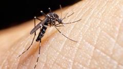 Tiger mosquitoes behind dengue fever rise in Europe