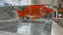 Mystery as doctor finds live goldfish in garden