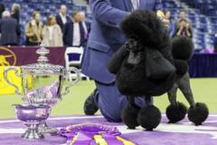 Miniature poodle Sage wins Westminster dog show