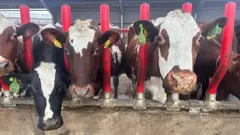 Four cows, colored brown, black and white, poking their heads into the red pillars inside their dairy shed