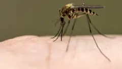 Mosquito on skin
