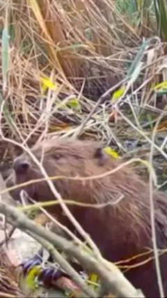 A beaver in the wild