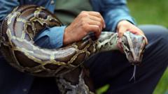 Cerita para pemburu bayaran yang dipekerjakan untuk meredam populasi ular piton di AS