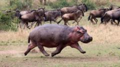 Hippos can 'glide through the air' says zoo study