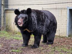 Bear rescued from Ukraine dies in West Lothian zoo