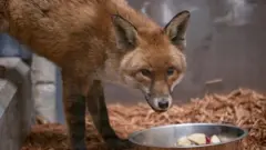 A red fox hovers near a bowl of food in a promotional image distributed by the Wildlife Conservation Society.