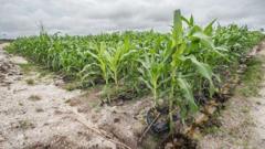 Proyek Food Estate jagung senilai Rp54 miliar di Kalteng dinilai 'dipaksakan demi menutupi kegagalan proyek perkebunan singkong'