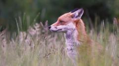 First arrests made under new Scottish fox hunt laws