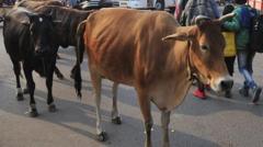 G﻿ujarat, Hindistan'da başıboş hayvan sorunuyla mücadele eden eyaletlerden bir tanesi